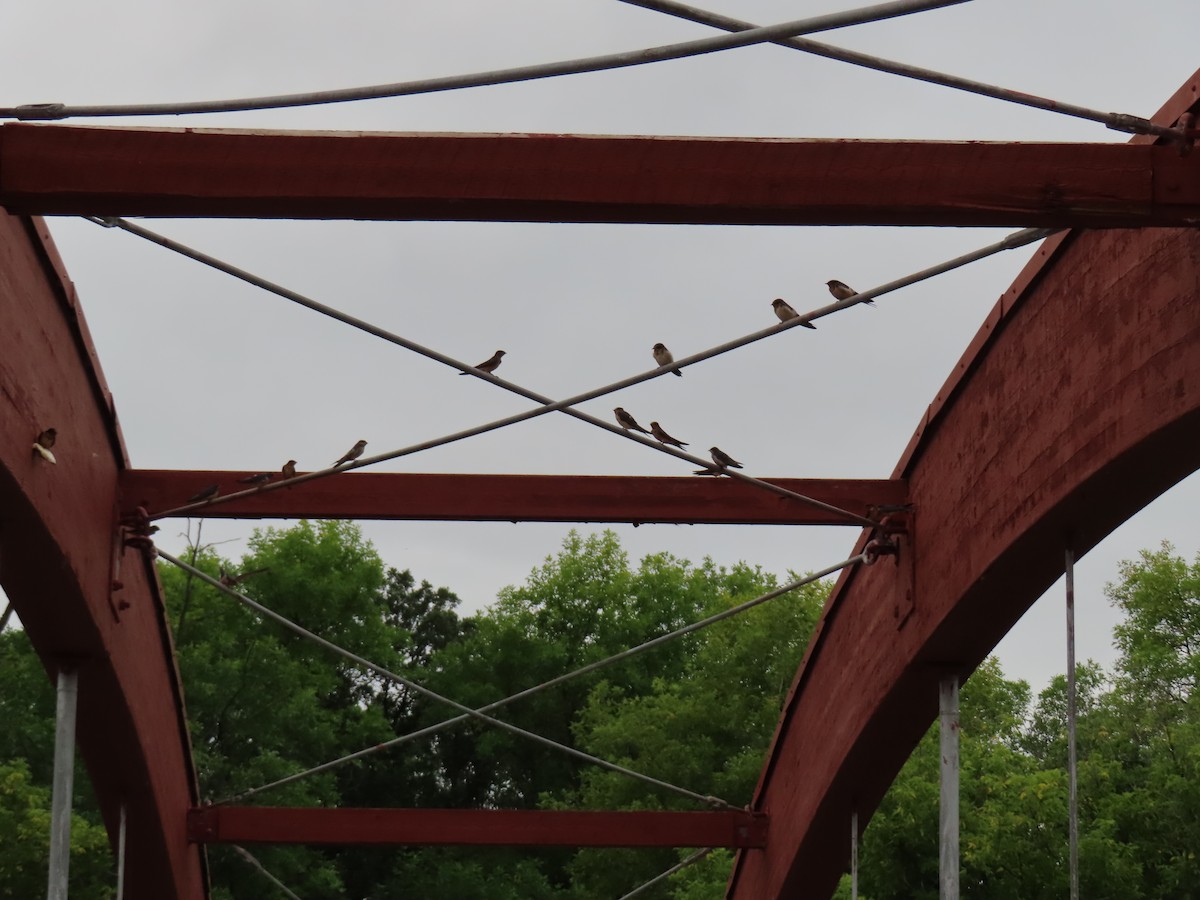 Barn Swallow - ML640535373