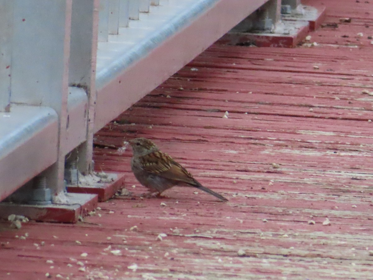 Chipping Sparrow - ML640535380