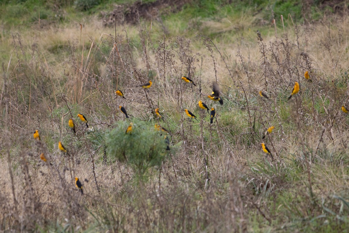 Saffron-cowled Blackbird - ML640535459