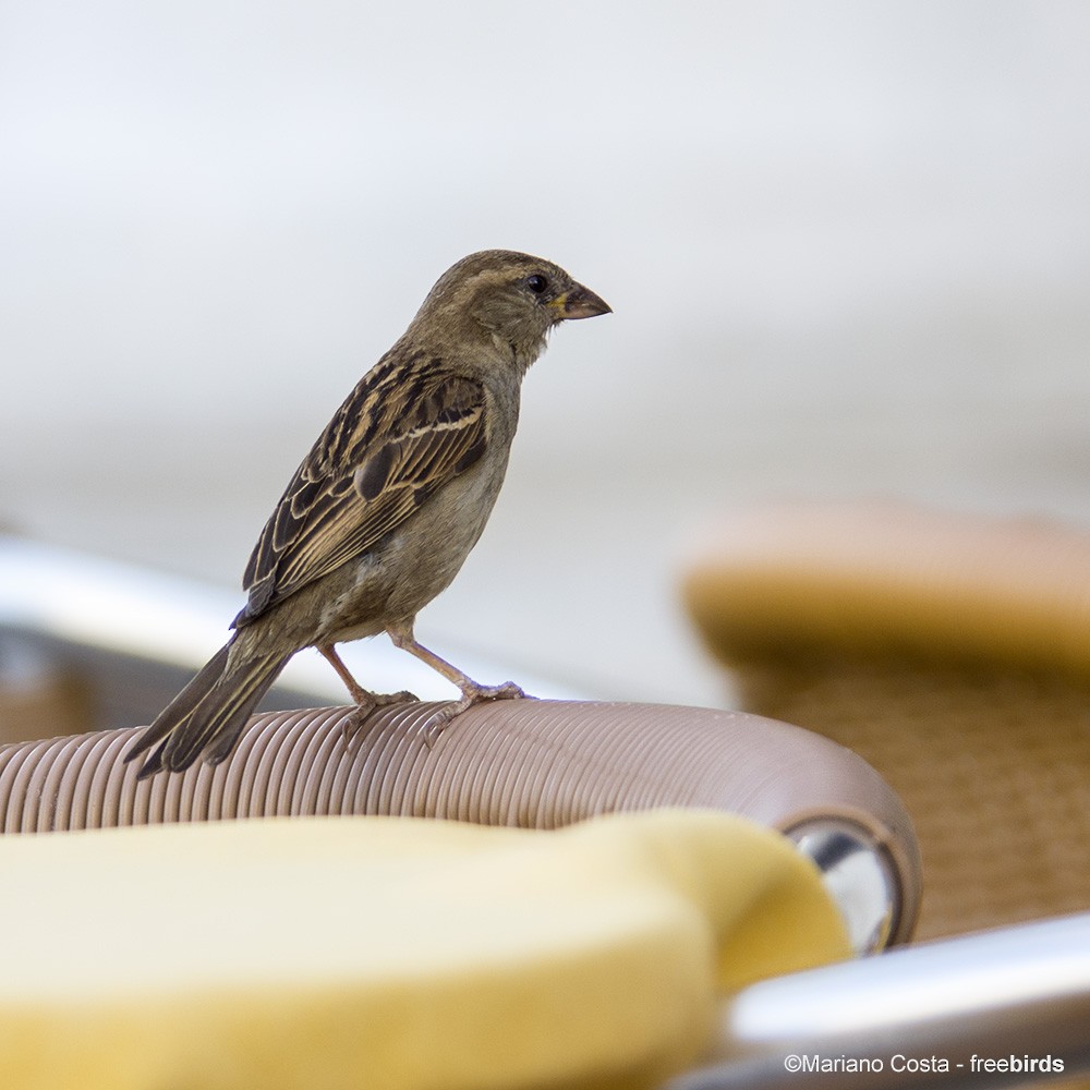 Italian Sparrow - ML640535467