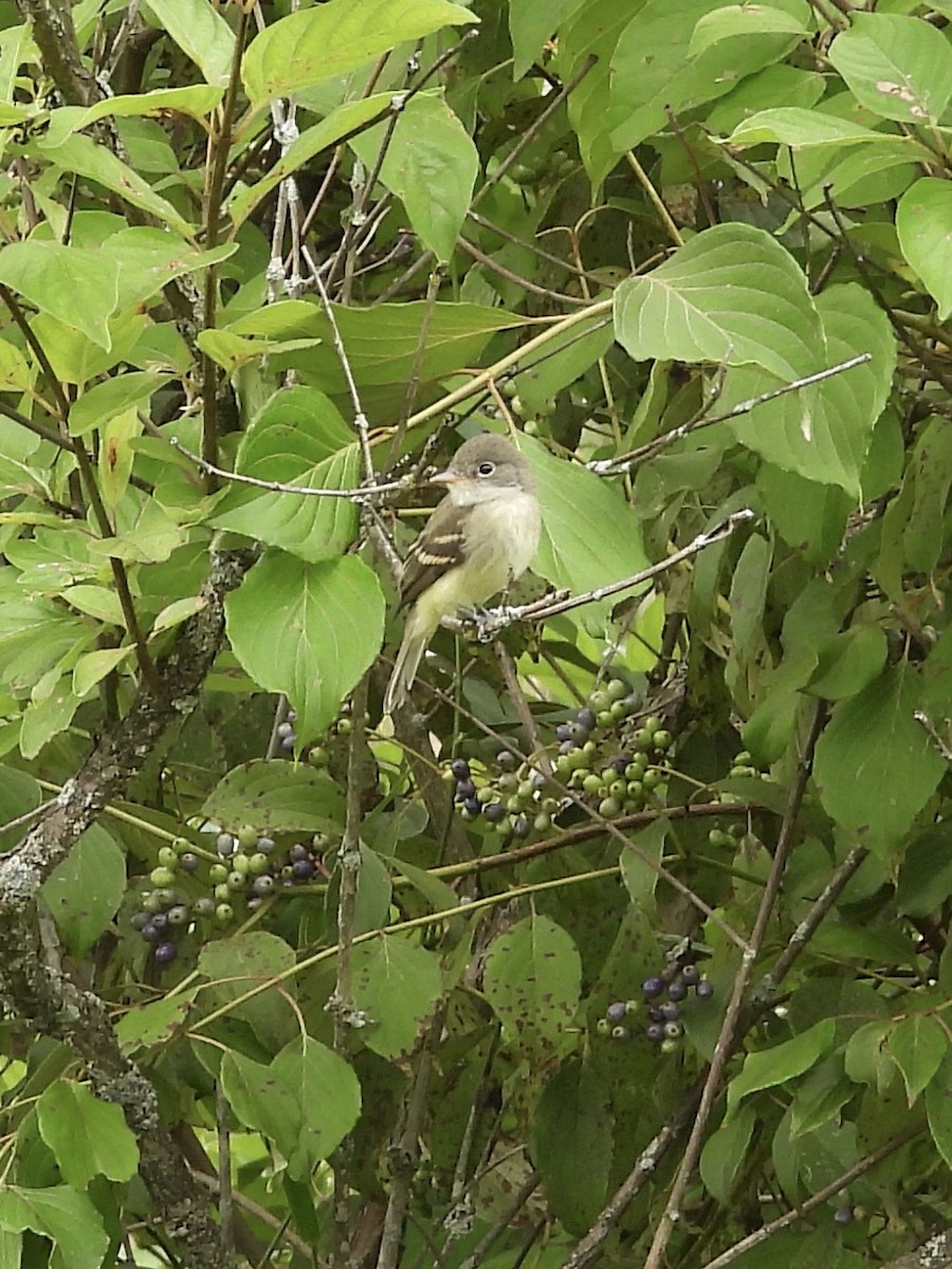 Least Flycatcher - ML640535478