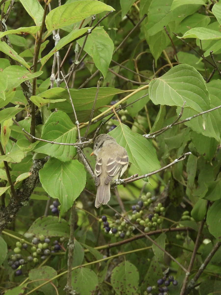 Least Flycatcher - ML640535480