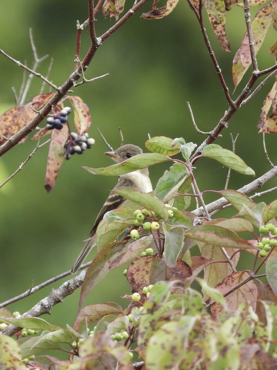 Empidonax sp. - ML640535485