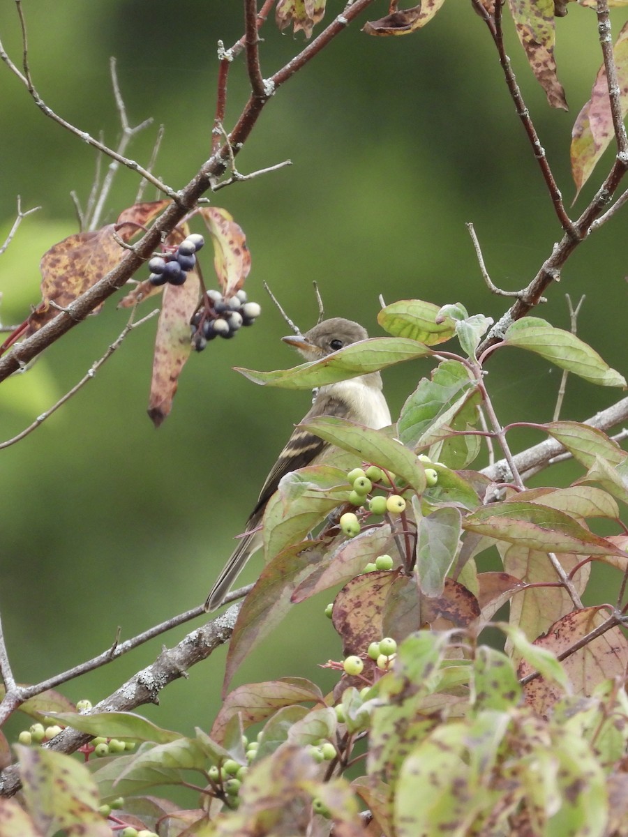 Empidonax sp. - ML640535486