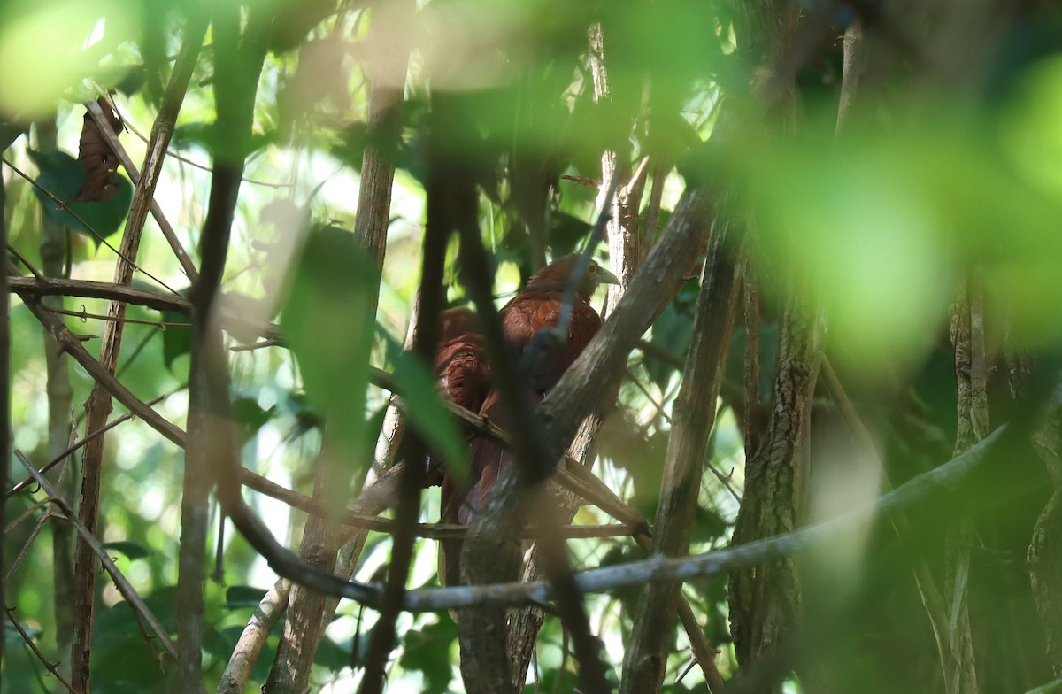 Rufous Coucal - ML640535489