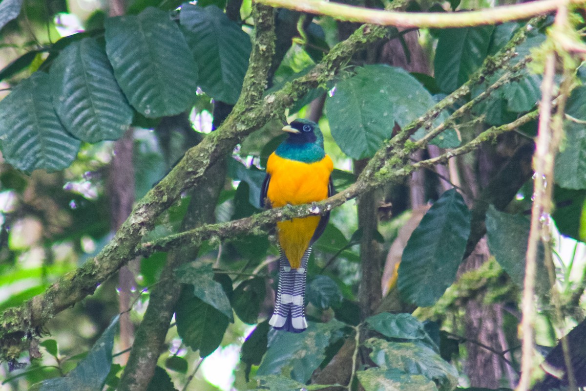 Atlantic Black-throated Trogon - ML640535561