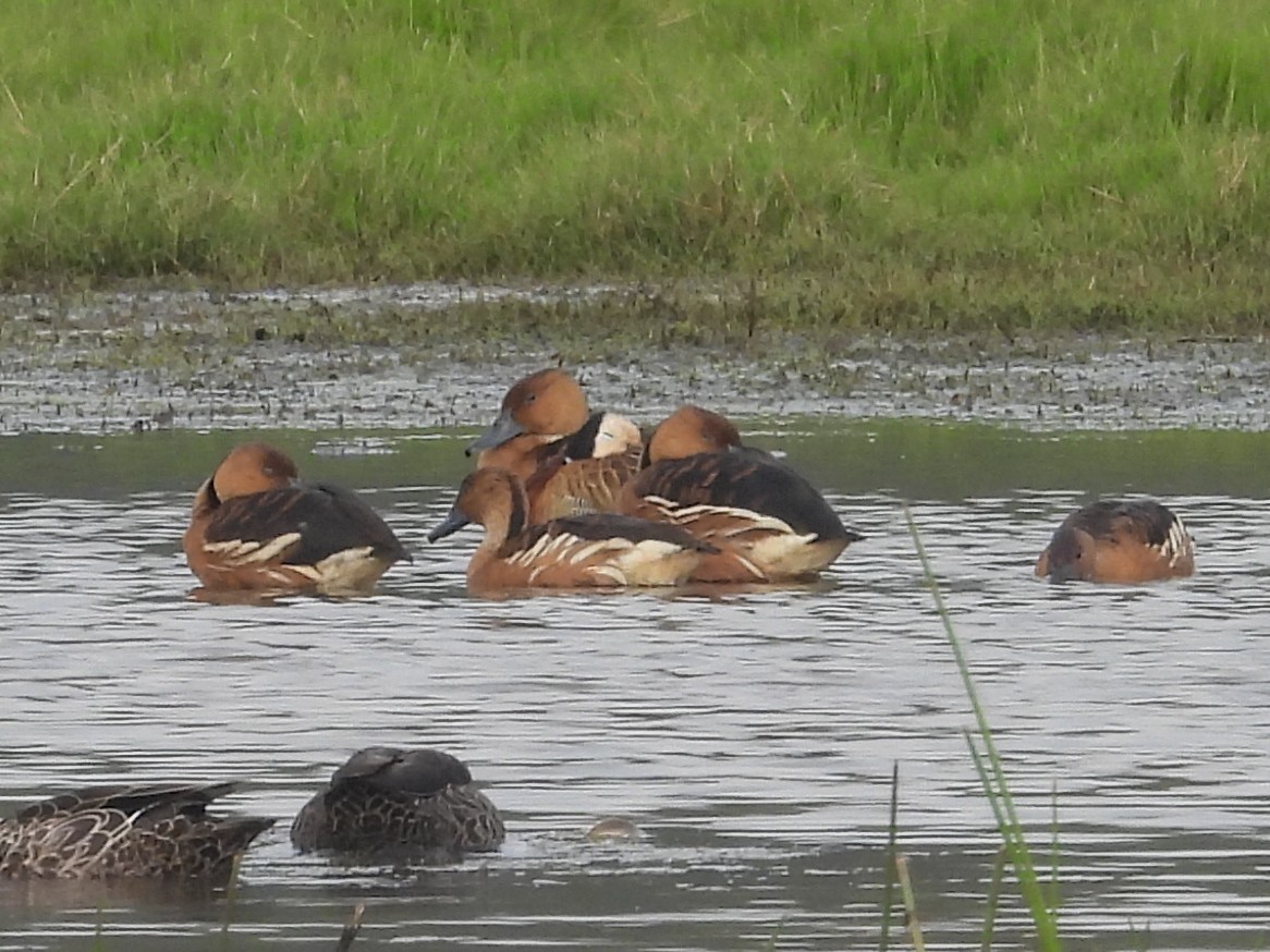 Fulvous Whistling-Duck - ML640535583