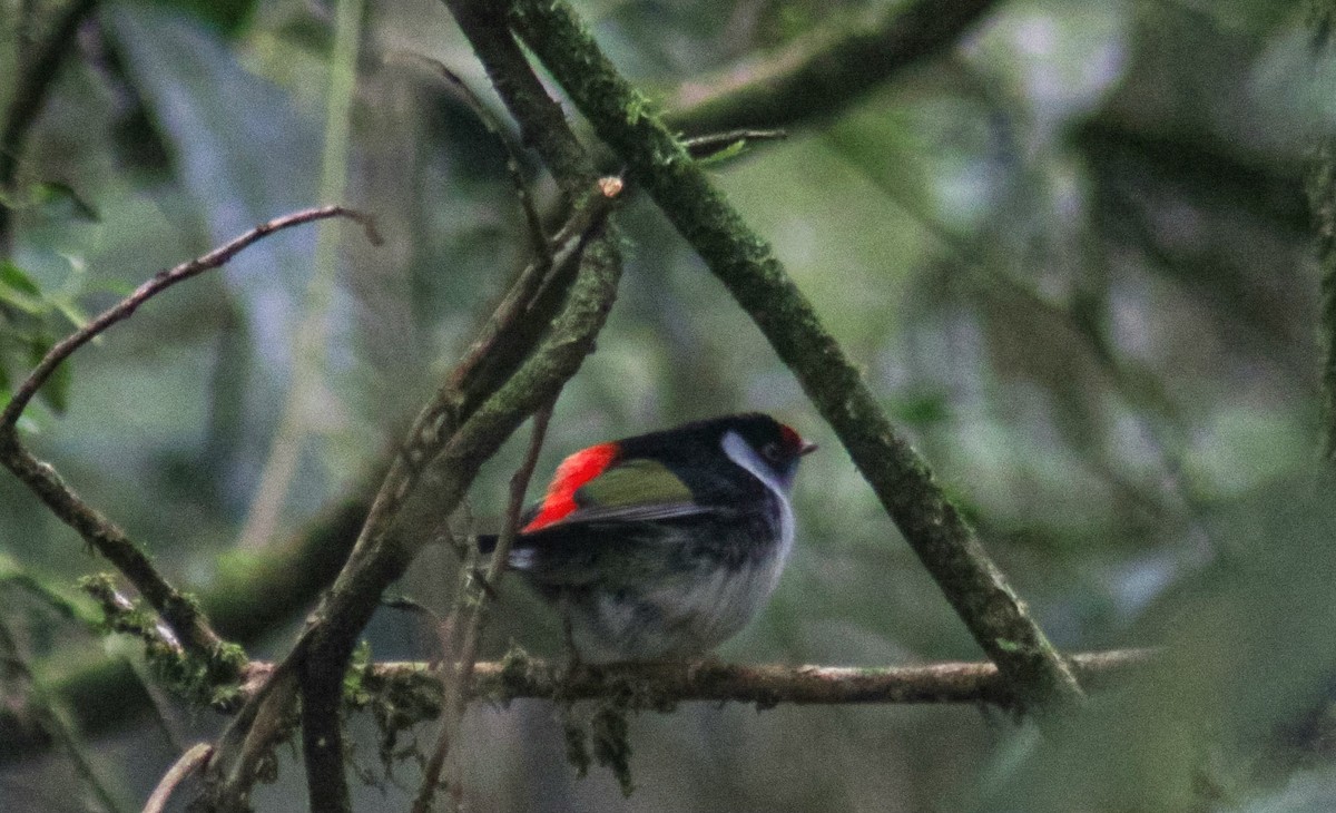 Pin-tailed Manakin - ML640535595