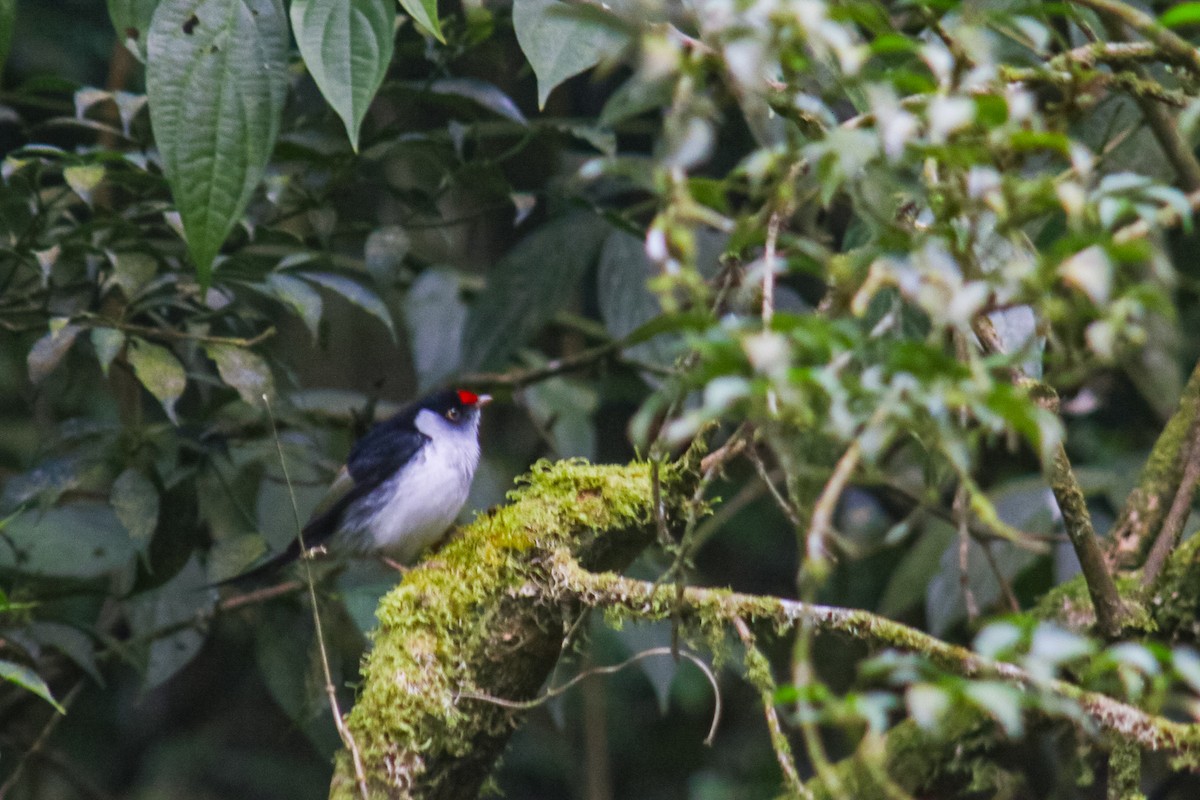 Pin-tailed Manakin - ML640535596