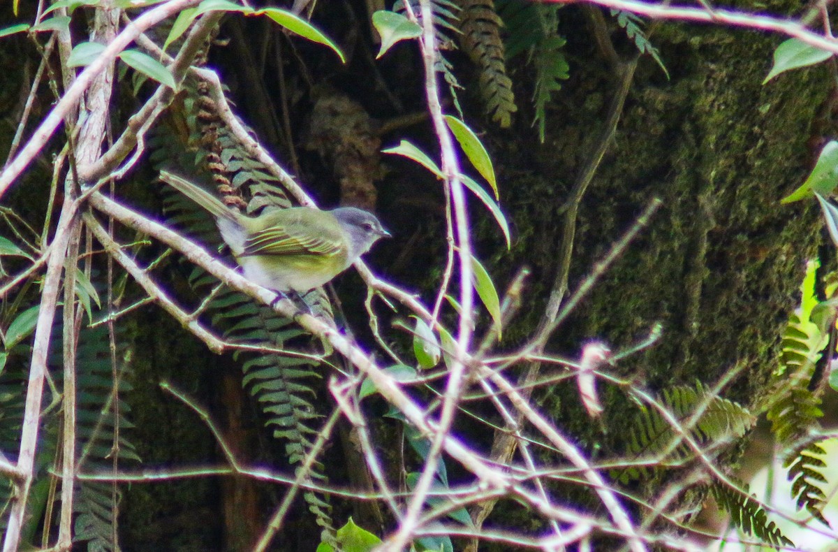 Gray-capped Tyrannulet - ML640535635