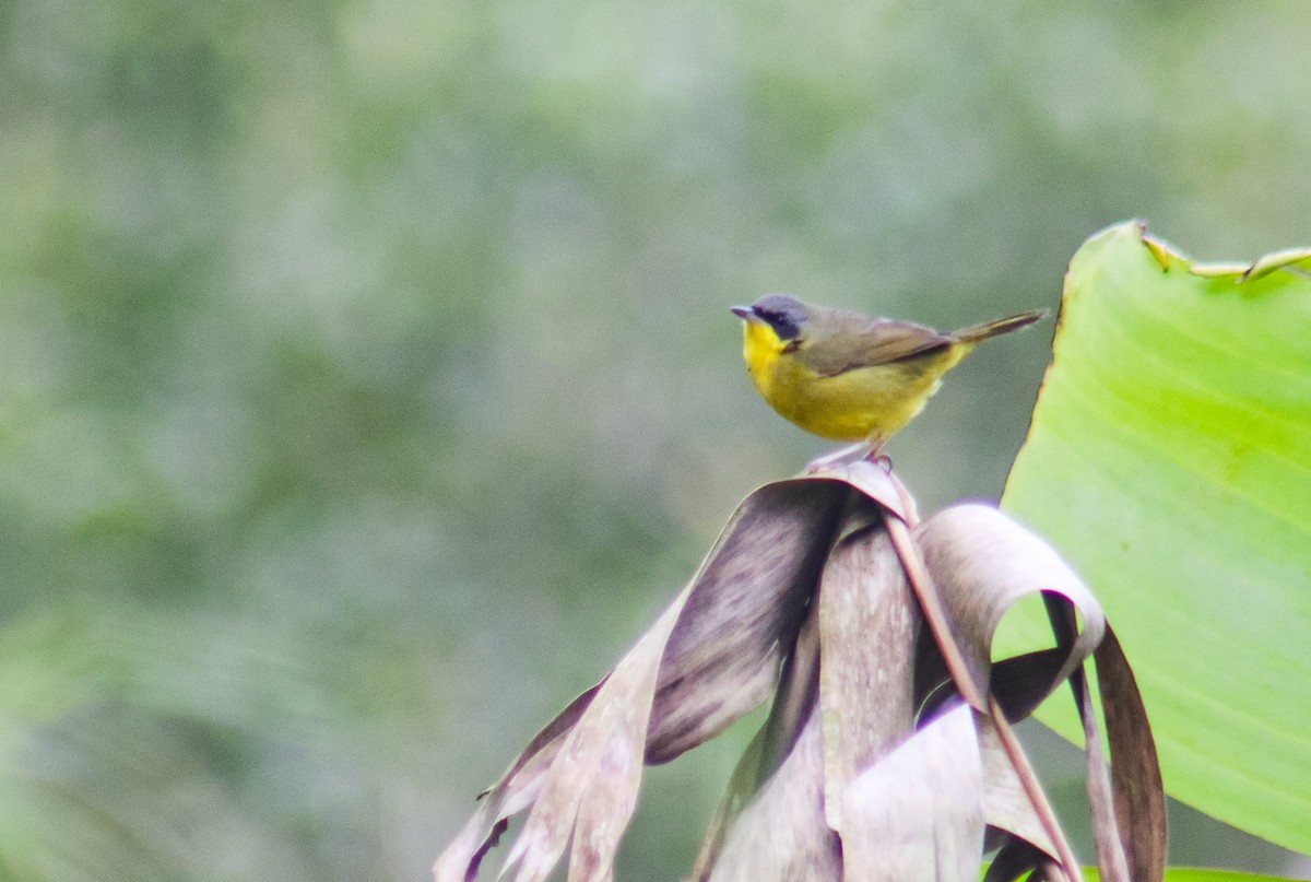 Southern Yellowthroat - ML640535650