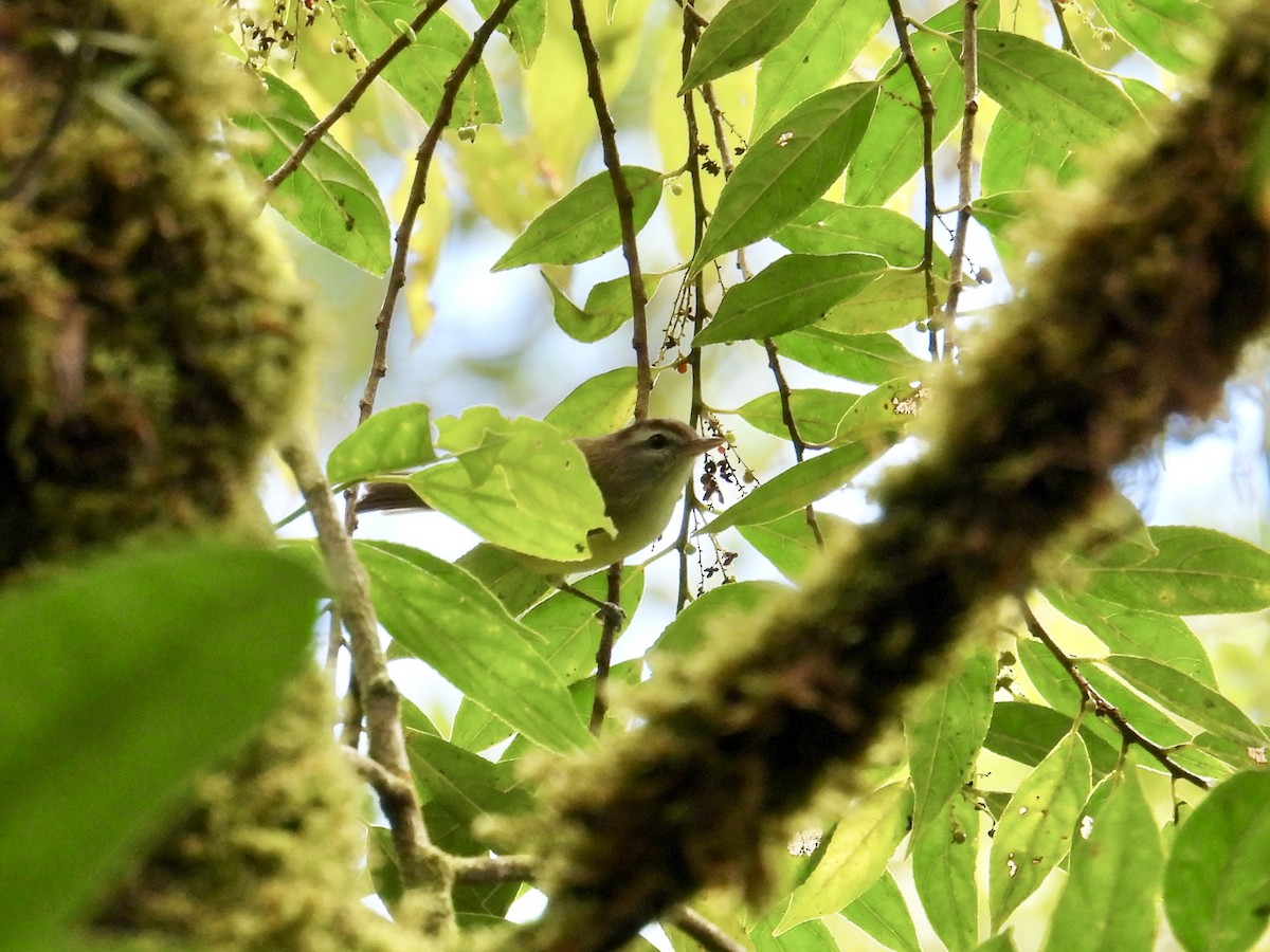 Braunkappenvireo - ML640535652