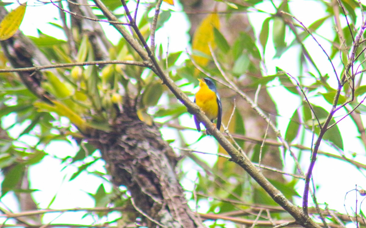 Tropical Parula - ML640535661