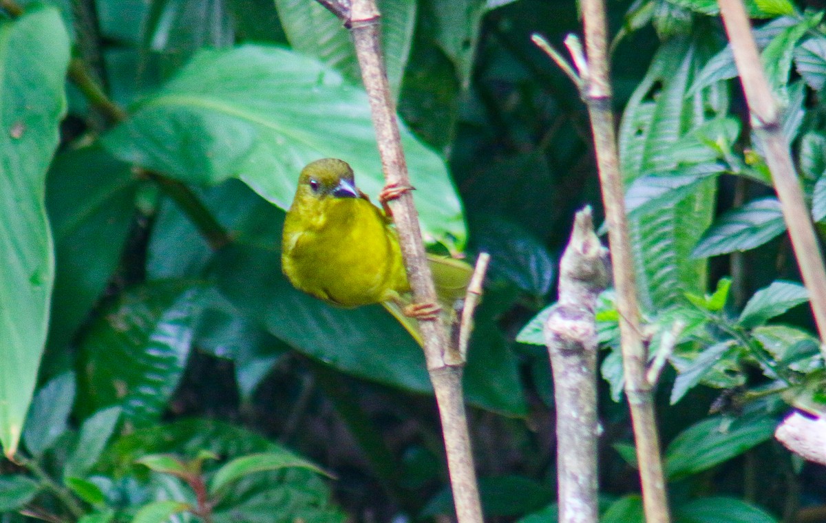 Olive-green Tanager - ML640535667