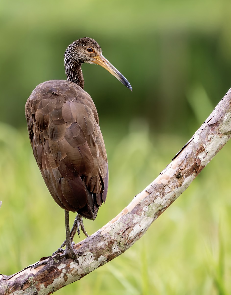 Limpkin - ML640535668