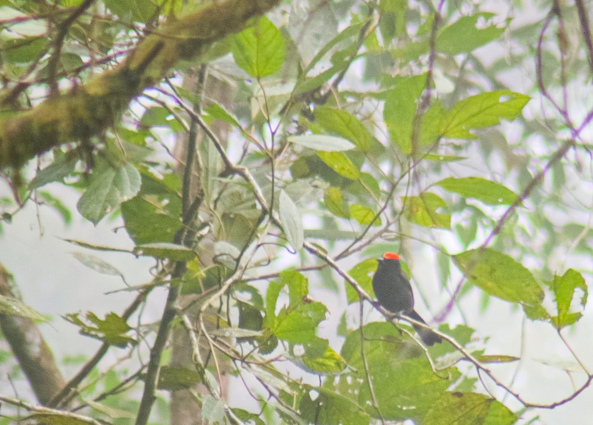 Flame-crested Tanager - ML640535676