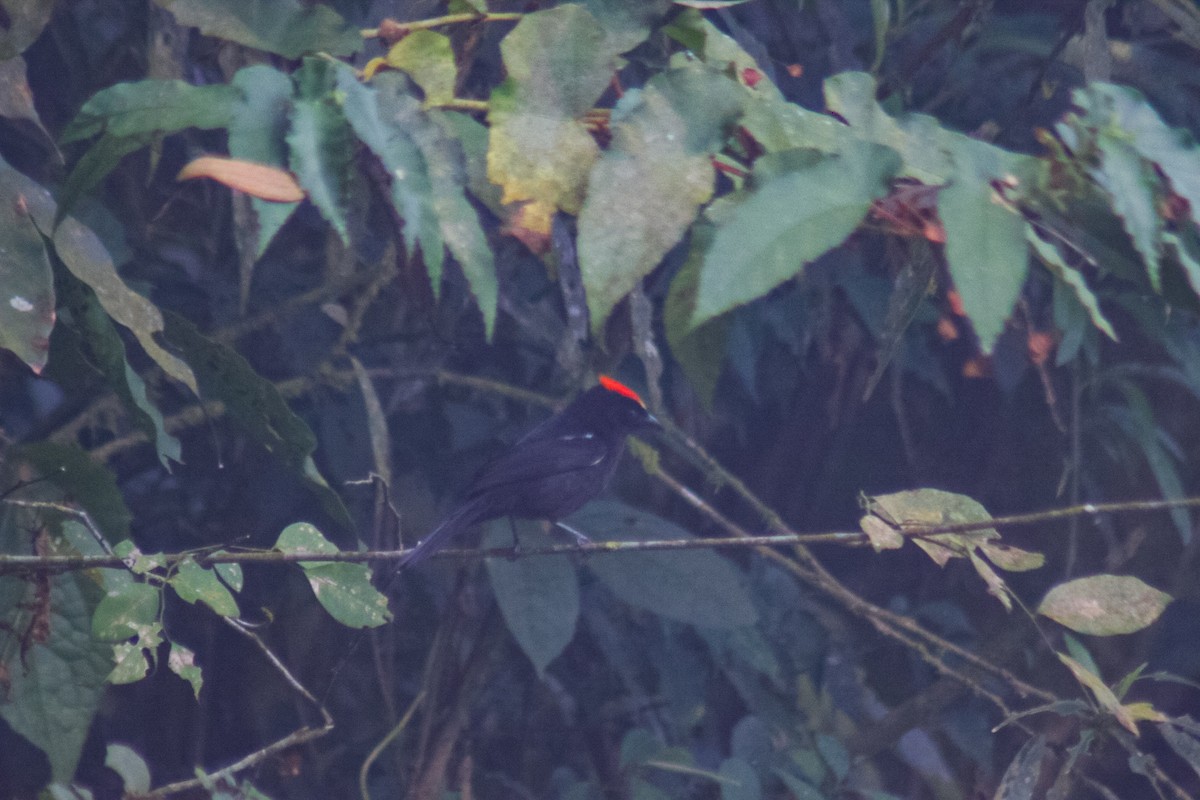 Flame-crested Tanager - ML640535677