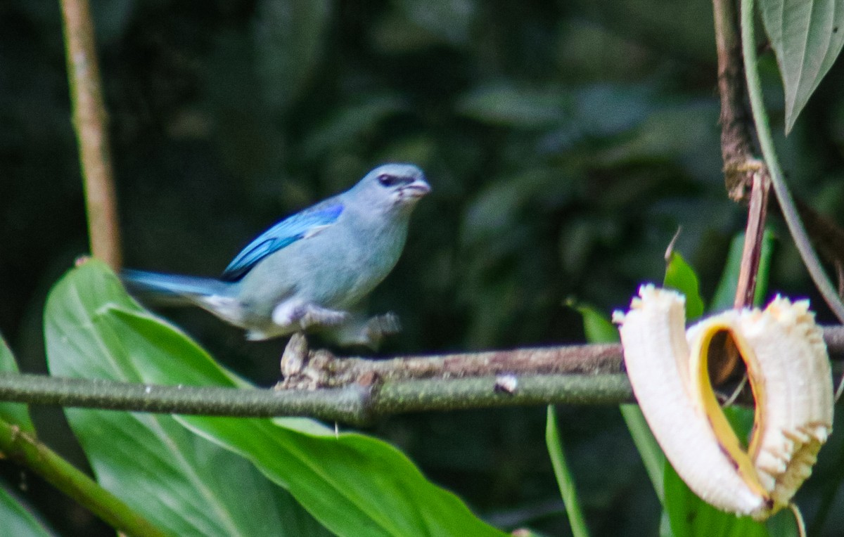 Azure-shouldered Tanager - ML640535693