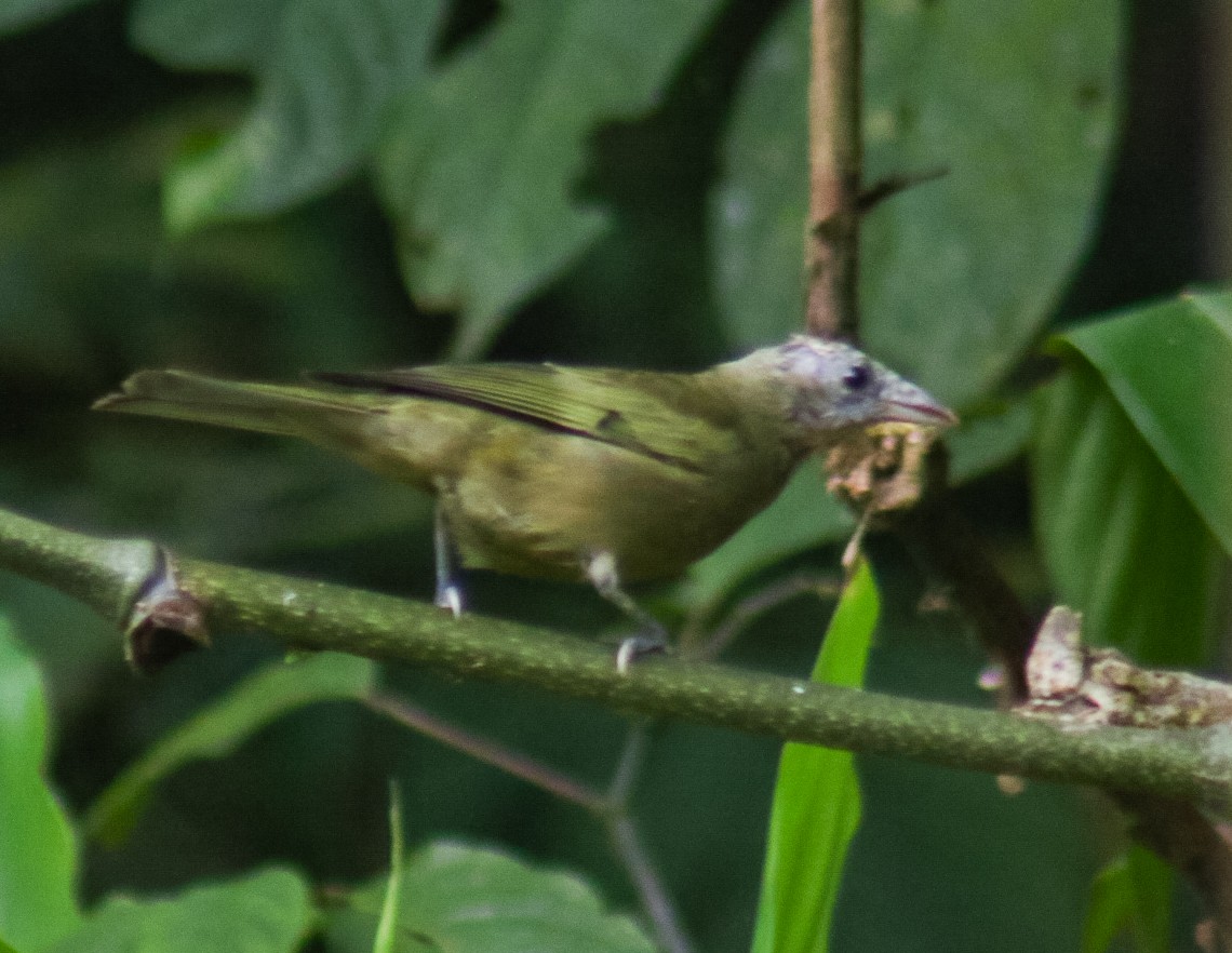 Palm Tanager - ML640535699