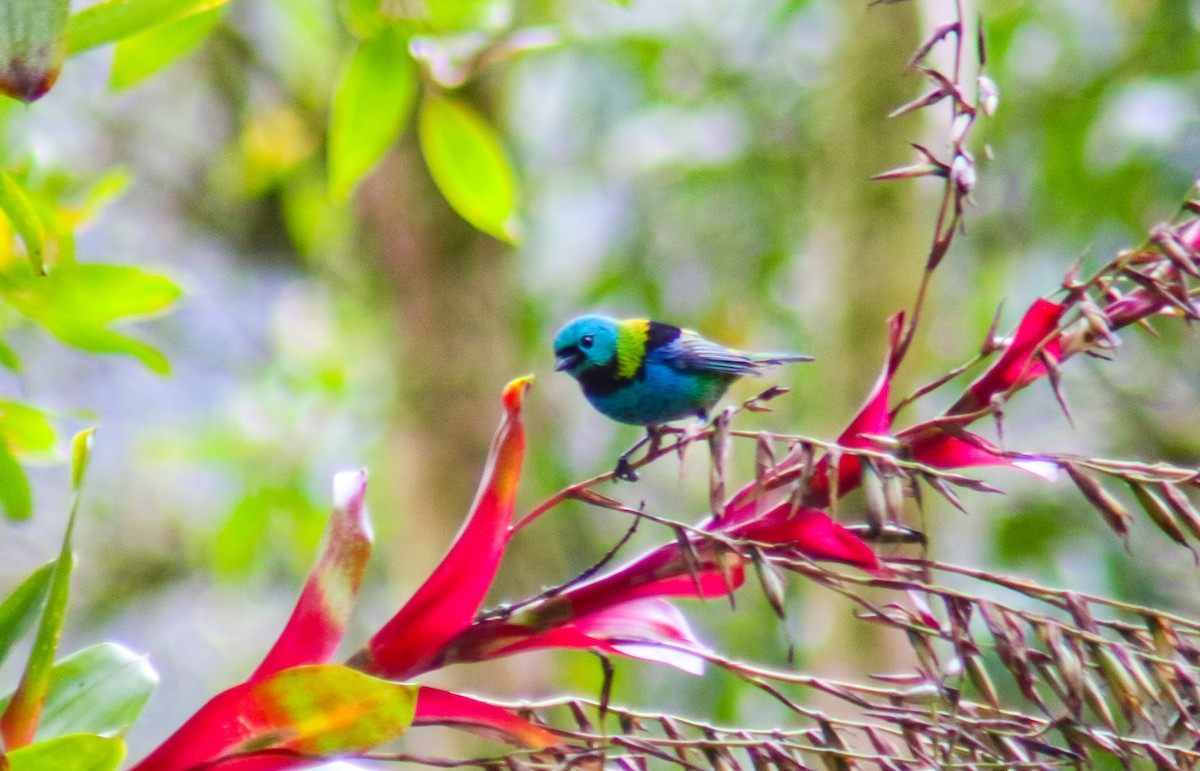 Green-headed Tanager - ML640535708