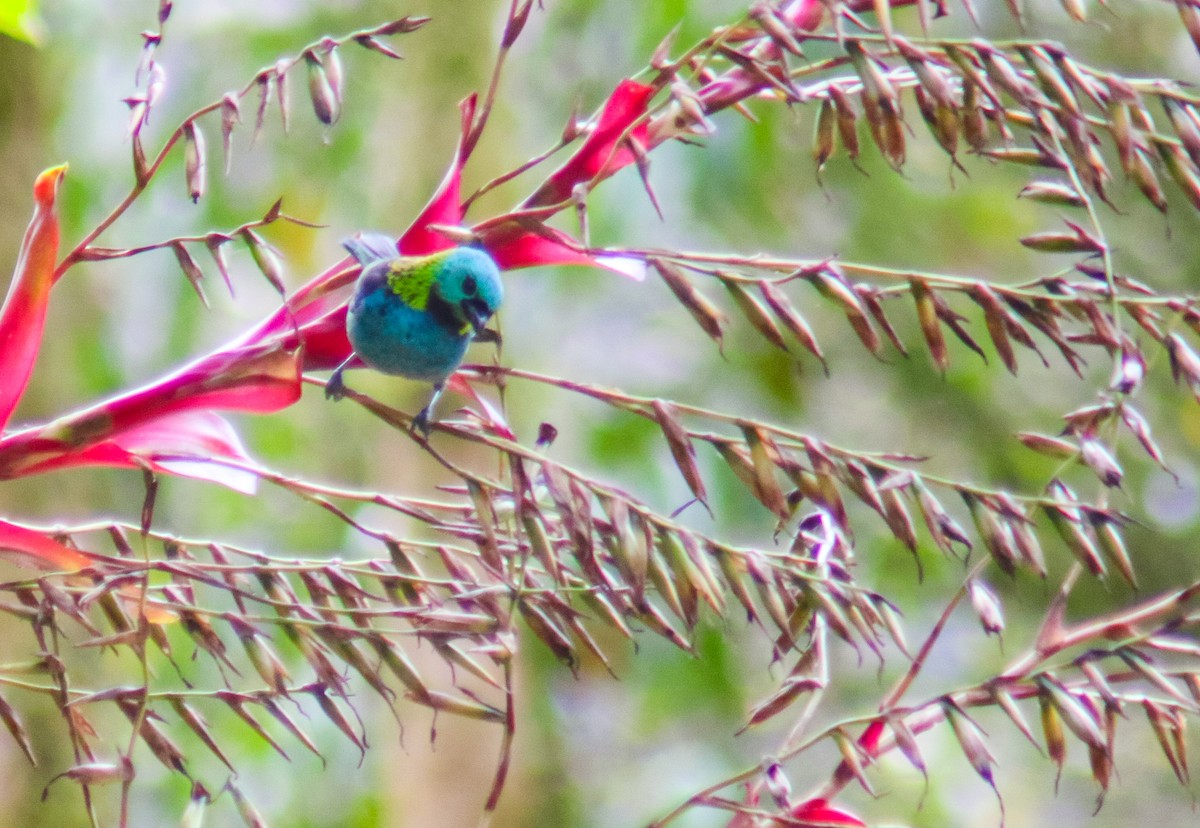 Green-headed Tanager - ML640535709