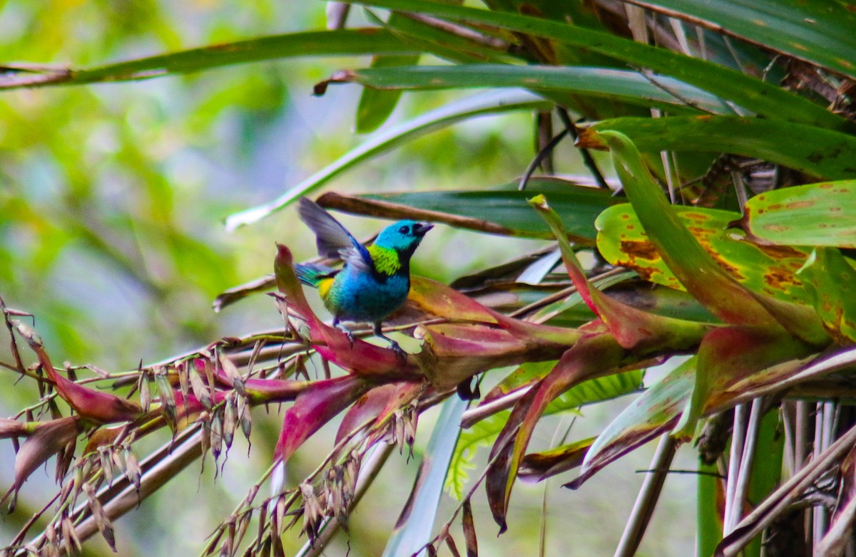 Green-headed Tanager - ML640535710