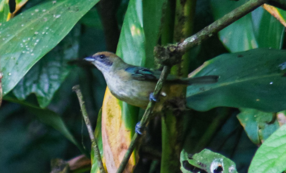 Burnished-buff Tanager - ML640535727