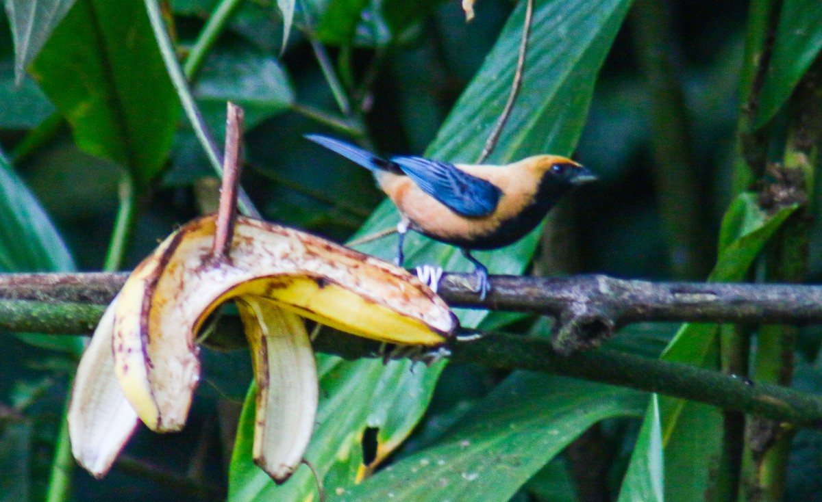 Burnished-buff Tanager - ML640535728