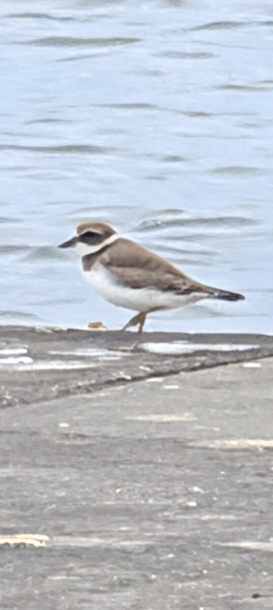 Semipalmated Plover - ML640535746