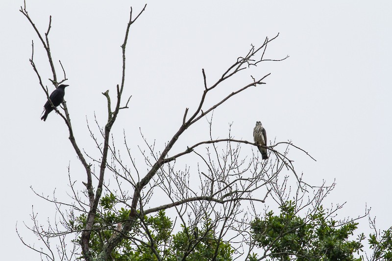 Mississippi Kite - ML640535747