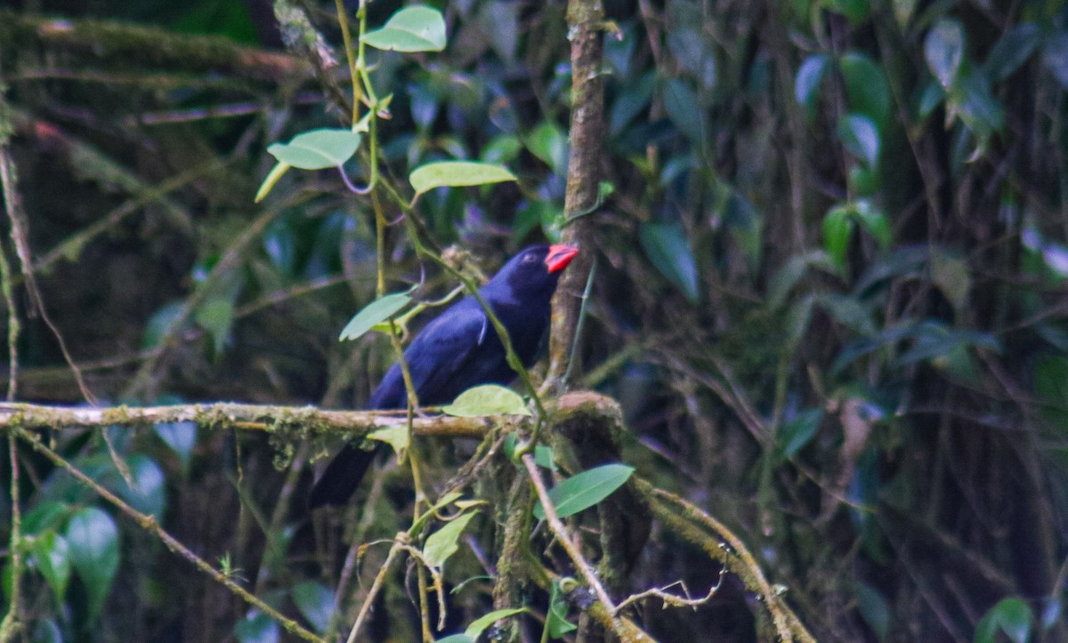Black-throated Grosbeak - ML640535755