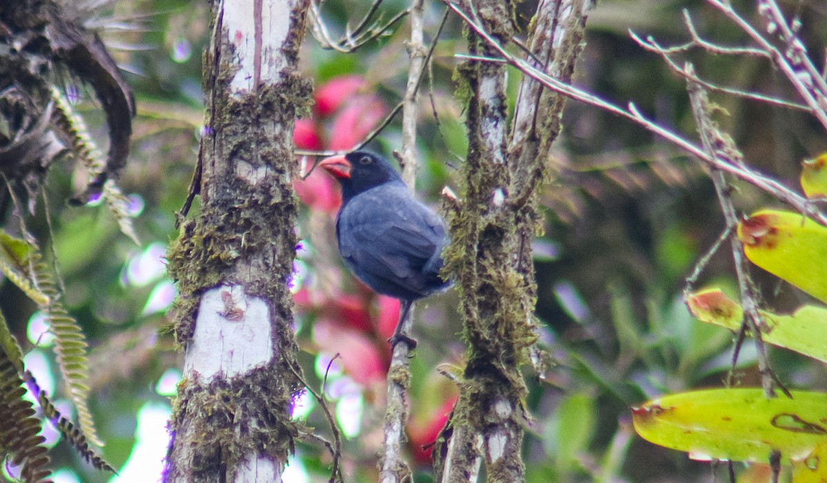 Black-throated Grosbeak - ML640535756
