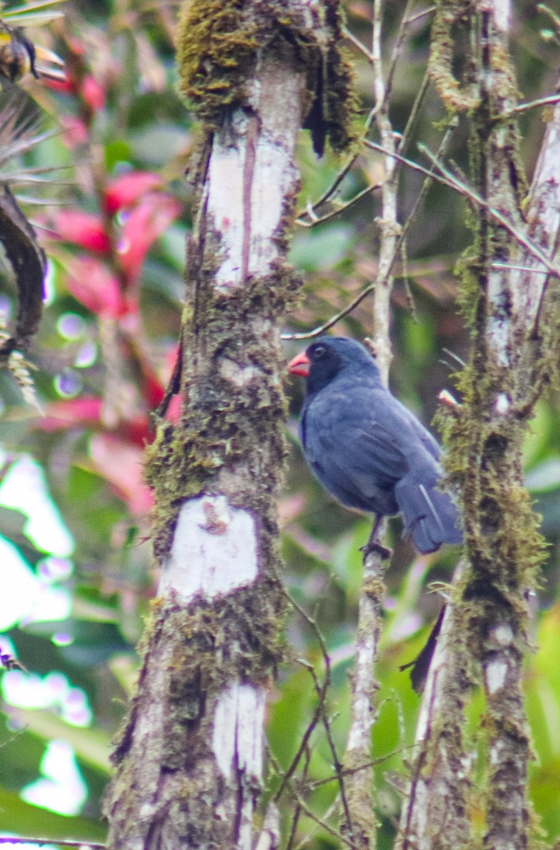Black-throated Grosbeak - ML640535757