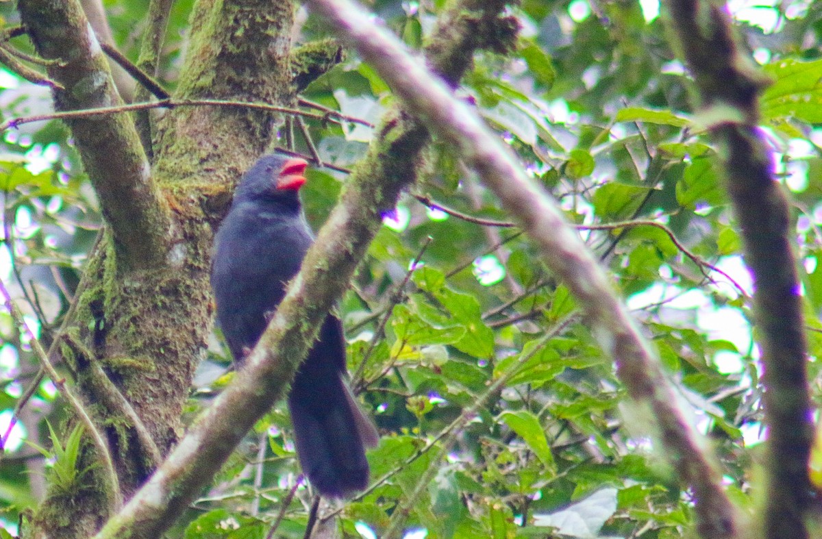 Black-throated Grosbeak - ML640535758