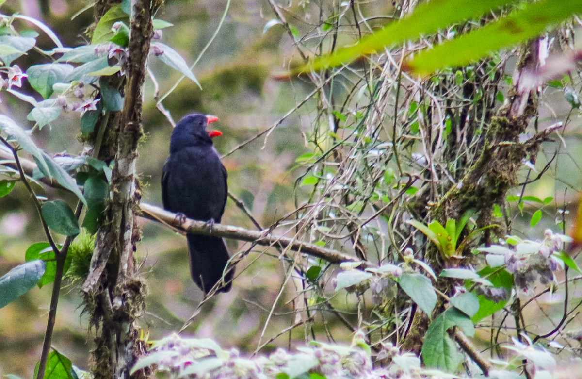 Black-throated Grosbeak - ML640535759