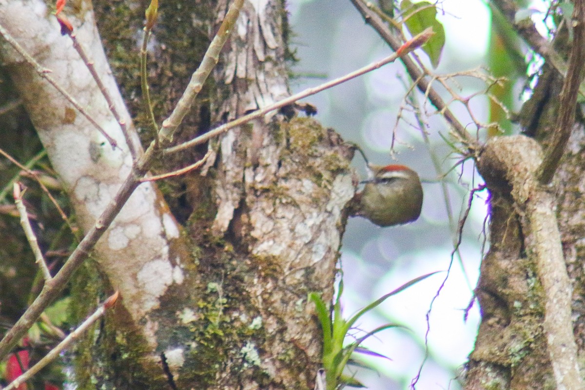 Pallid Spinetail - ML640535845