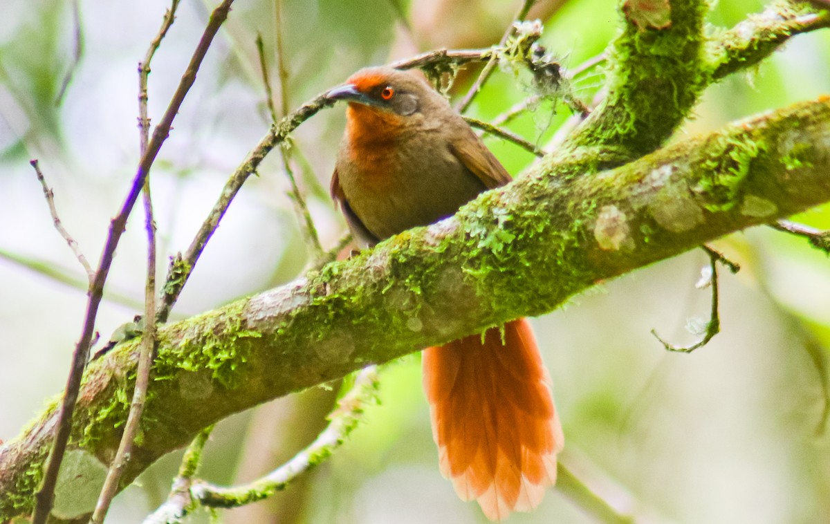 Orange-eyed Thornbird - ML640535862