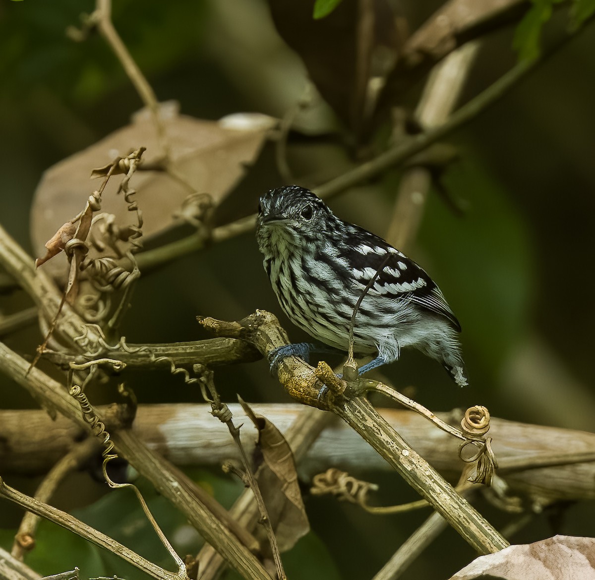 Amazonian Streaked-Antwren - ML640535931