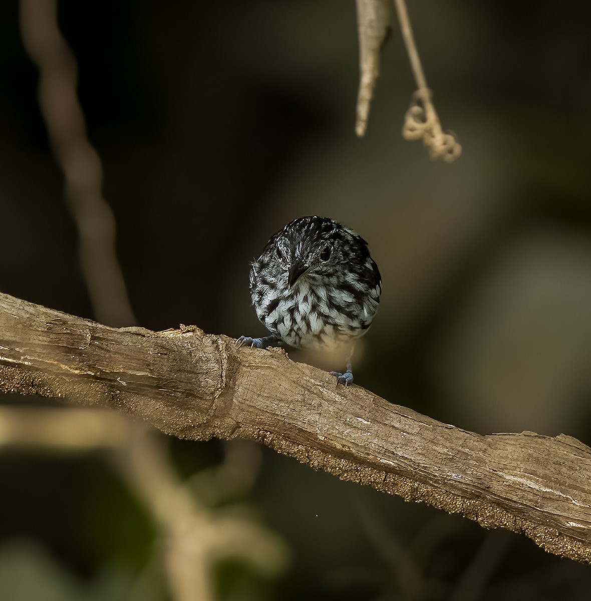 Amazonian Streaked-Antwren - ML640535932