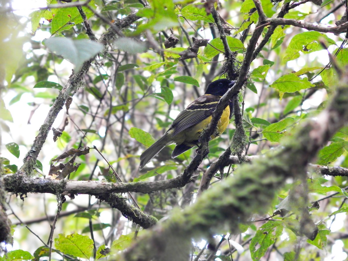 Hooded Berryeater - ML640535934