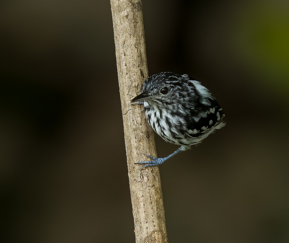 Amazonian Streaked-Antwren - ML640535937