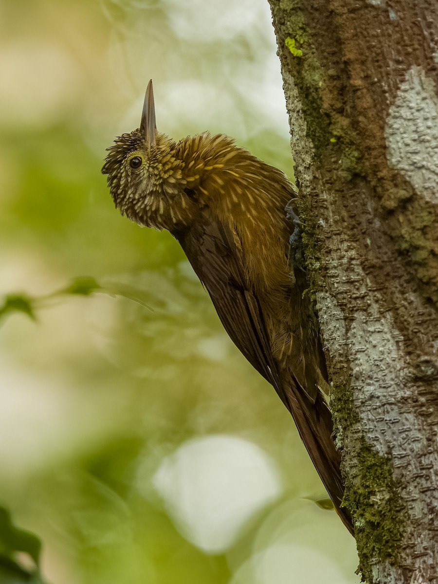 Zimmer's Woodcreeper - ML640535944
