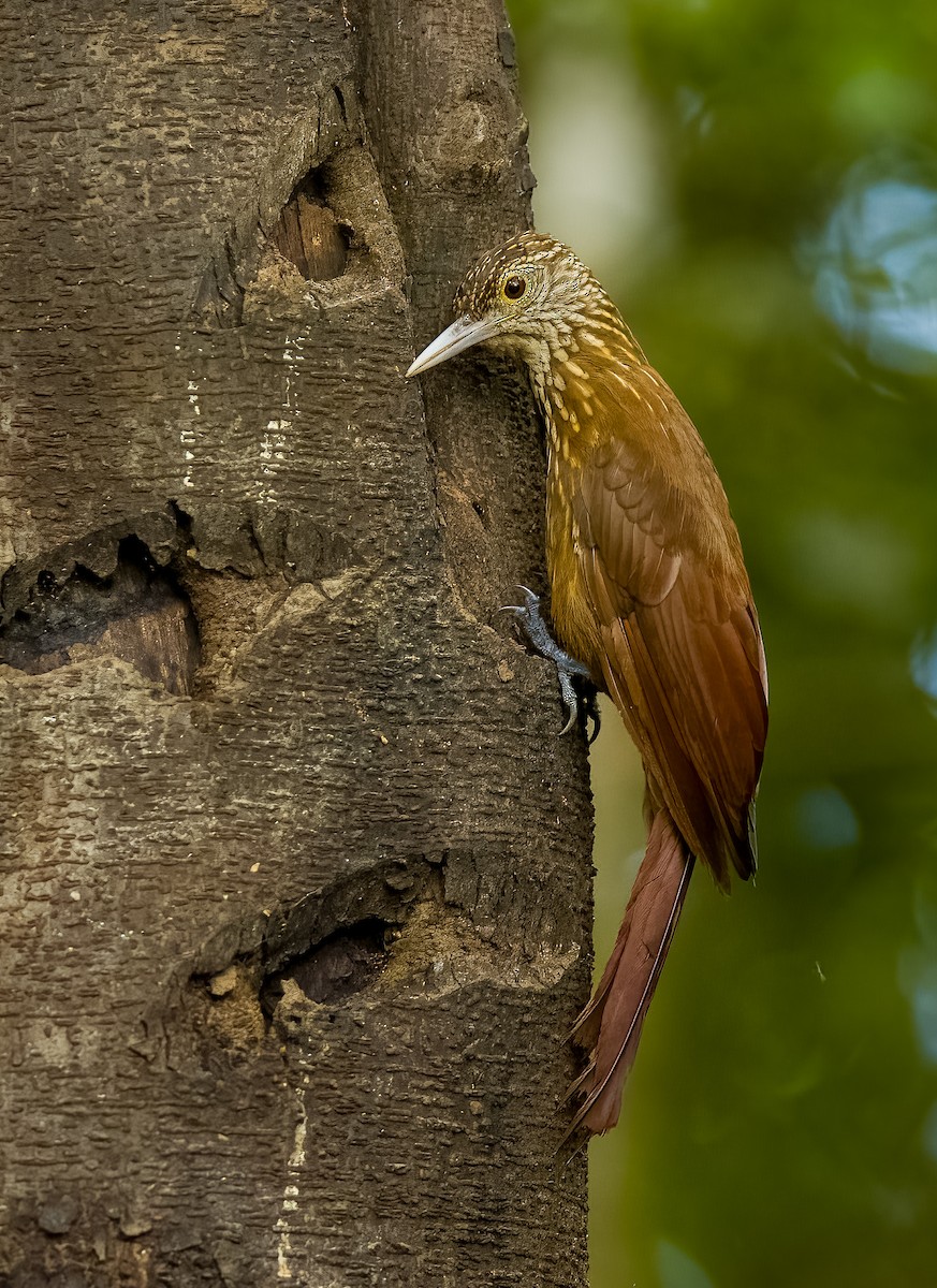 Zimmer's Woodcreeper - ML640535945