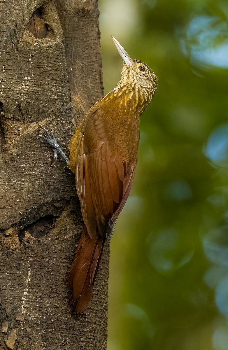 Zimmer's Woodcreeper - ML640535946