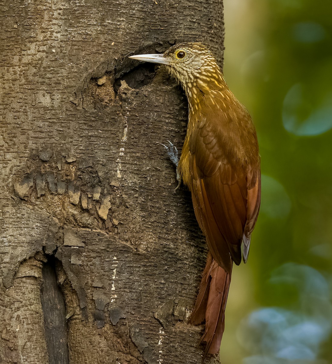 Zimmer's Woodcreeper - ML640535947