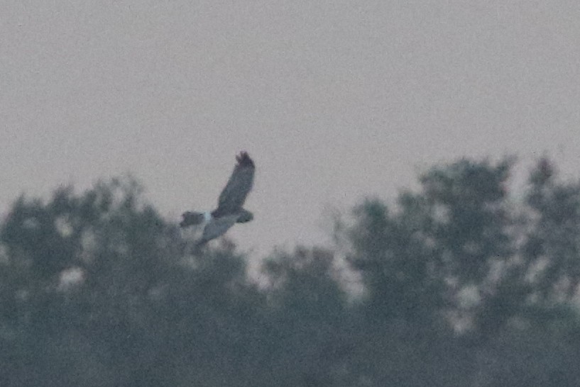 Northern Harrier - ML640535956