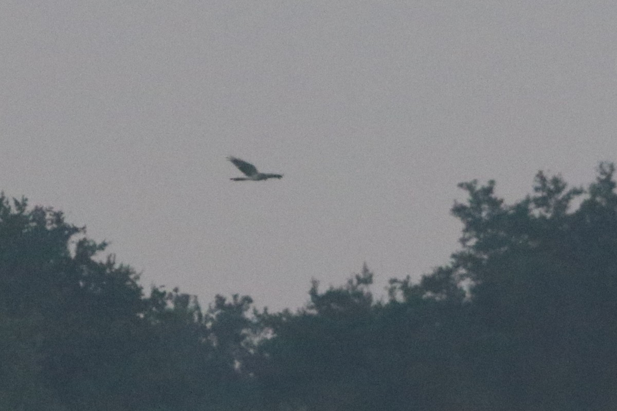 Northern Harrier - ML640535957