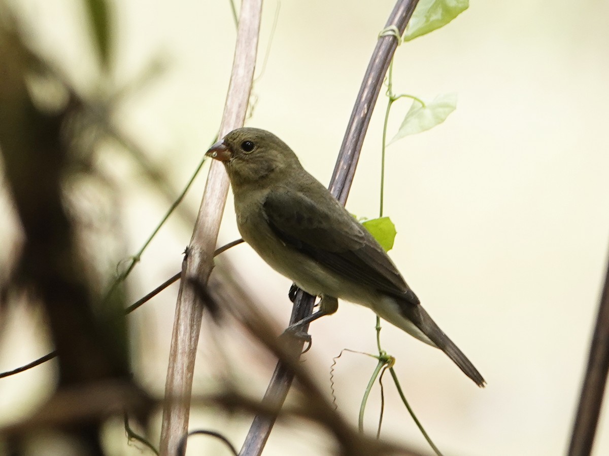 Lined Seedeater - ML640535997