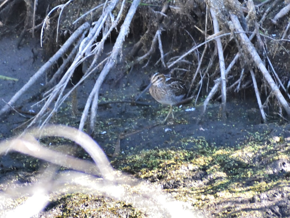 Wilson's Snipe - ML640536027