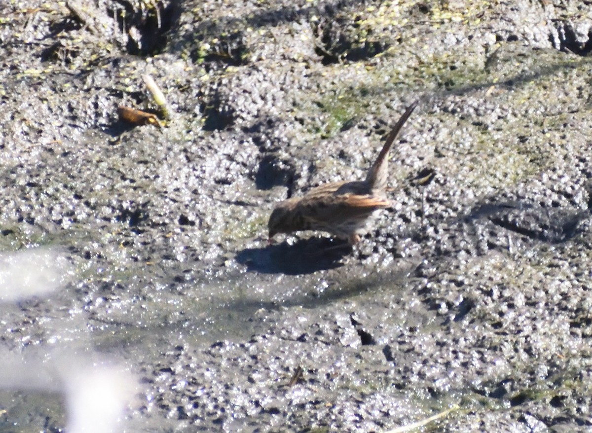 Song Sparrow - ML640536040